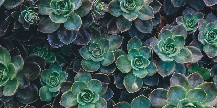 1332x850 Wallpaper flower, background, texture, cactus, succulent images for  desktop, section цветы - download