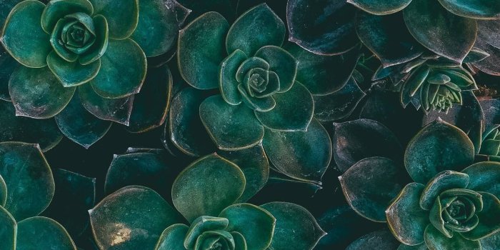 1242x2208 Succulent // wallpaper , backgrounds | wallpapers . | Succulents
