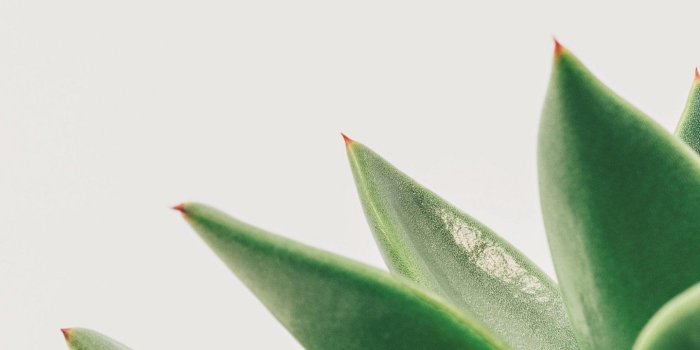 1440x2560 Minimalist Succulent Wallpaper - iPhone, Android & Desktop Backgrounds