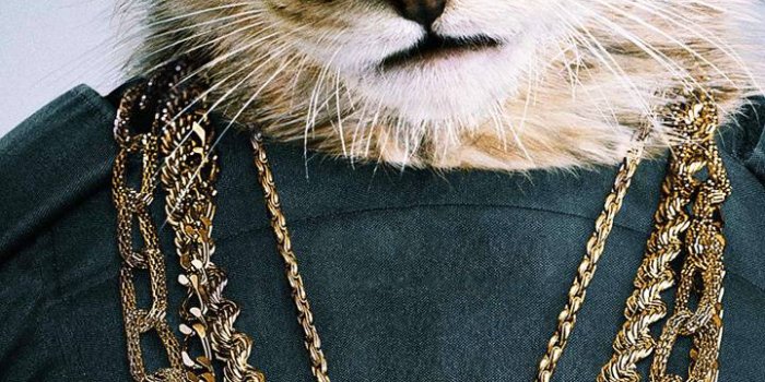 720x1280 Swag cat Wallpaper by woowbrn123 - 0d - Free on ZEDGE™