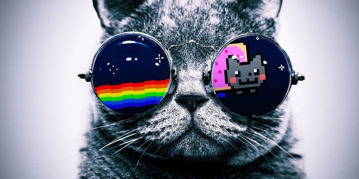 1920x1440 47+] Cat With Glasses Wallpaper on WallpaperSafari