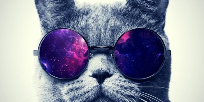 722x1334 Swag cat | Wallapers | Glasses wallpaper, Iphone wallpaper cat