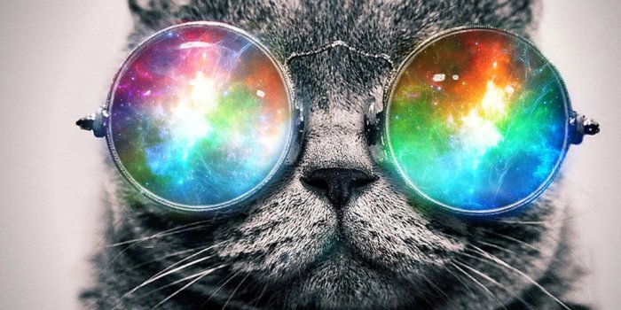 1024x768 46+] Trippy Cat Wallpapers on WallpaperSafari