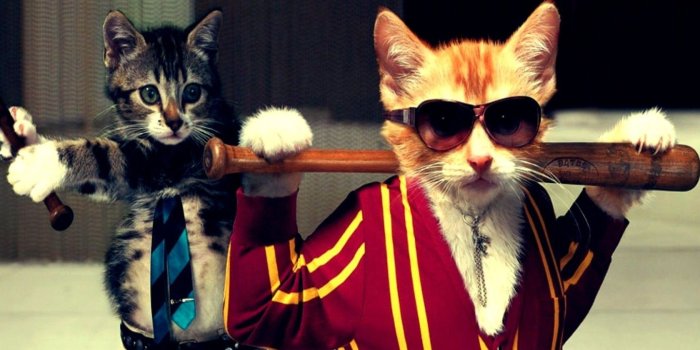 1680x1188 Image Cat Funny Wallpaper: Desktop HD Wallpaper - Download Free