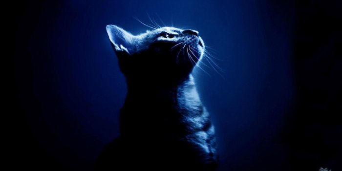 1920x1080 Cool Cat Backgrounds