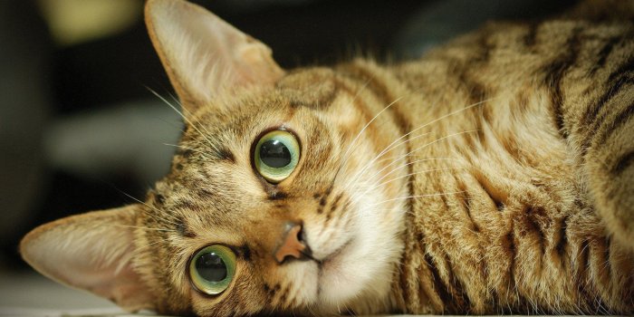 1920x1200 20 Cats Who Suck At Reducing Israeli-Palestinian Tensions