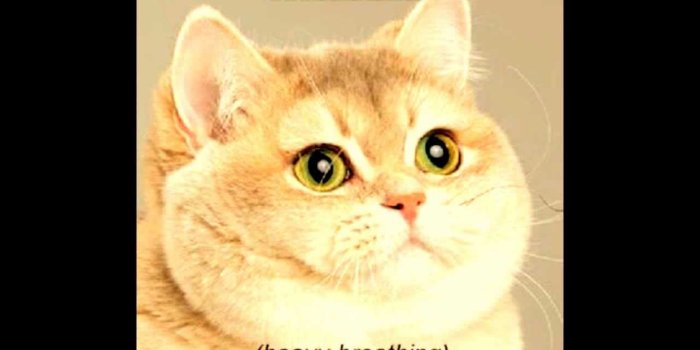 1280x720 Heavy Breathing Cat Has Swag!