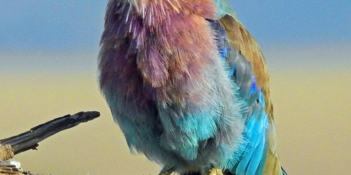 1000x1335 Best 20+ Animals Pictures [HD] | Download Free Images on Unsplash