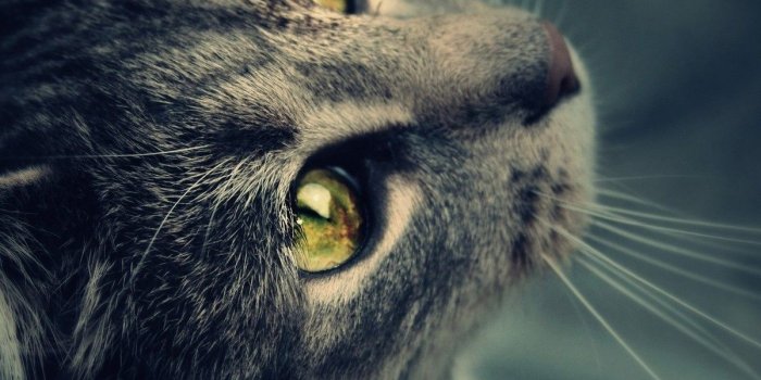 1200x1024 Galaxy cat wallpaper - SF Wallpaper