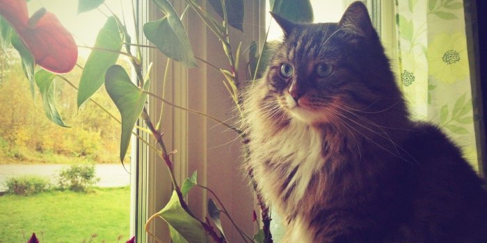 1536x1152 cats sweden tagnotallowedtoosubjective swag siberiancat 1536x1152