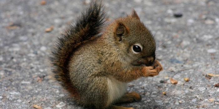 1920x1080 HD Cute Baby Animal Wallpapers Amazing Images 1080p Windows