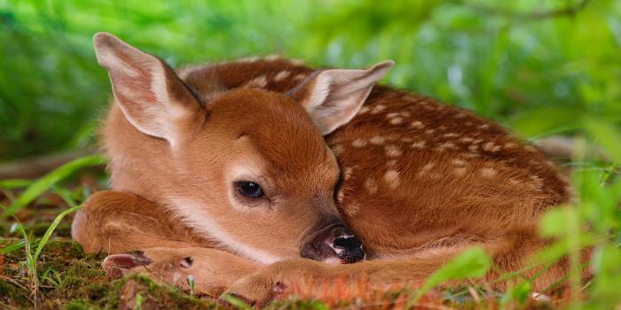 1999x1333 1967 Baby Animal HD Wallpapers | Background Images