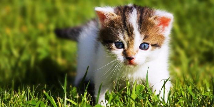 1920x1080 Cute Baby Cats Wallpaper Desktop - Baby Animal Wallpapers Hd