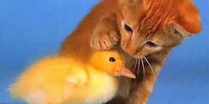 1120x926 Cute Baby Animal Wallpapers - Wallpaper