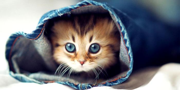 1164x736 Cute Baby Animals Wallpapers | Wallpapers Nature