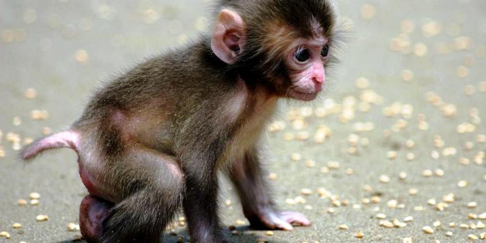 1920x1200 Cute Baby Animal Wallpaper HD #9er | Kenikin