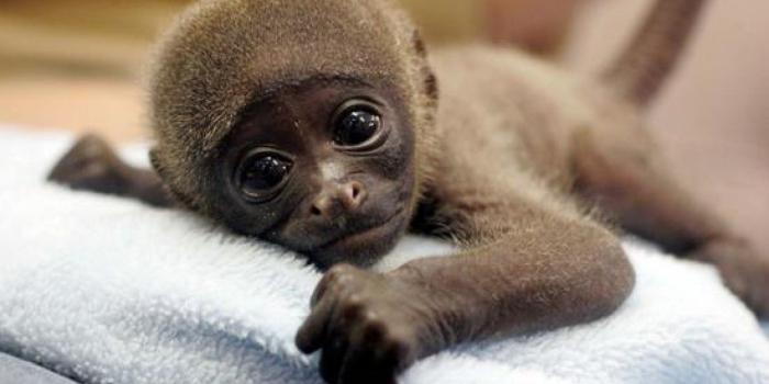 1366x768 Cute Baby Animal Wallpaper - Cute Baby Spider Monkey (#253345) - HD