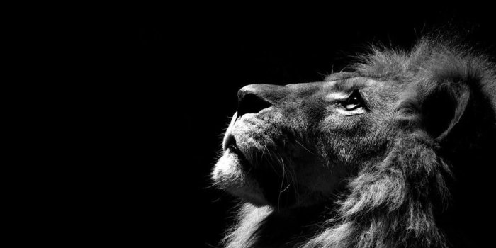 1200x900 Wallpapers Black Lion