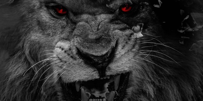 1000x1000 Wallpapers Black Lion