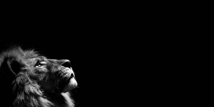 1900x1200 Wallpapers Black Lion