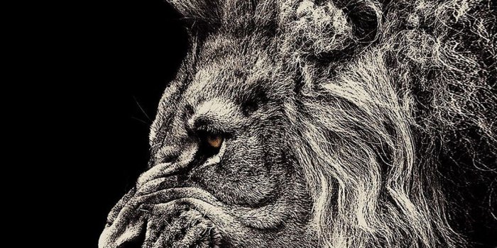 1080x1920 black wallpaper iphone Lion-Black-Amoled-1080x1920-Need-iPhone-S