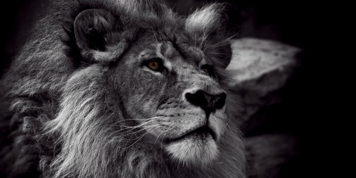 2560x1600 black and white photos | HD Wallpapers: Lion Black And White