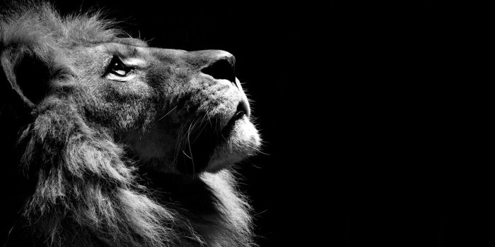 1920x1080 1920x1080 Lion Black And White Laptop Full HD 1080P HD 4k Wallpapers