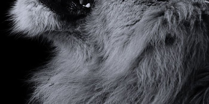 1080x1920 74+ Lion Iphone Wallpapers on WallpaperPlay