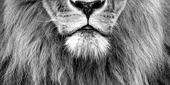 736x1309 Black Lion Wallpaper Iphone Lion Abstract Wallpapers - Sydney