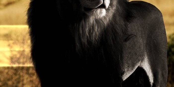 720x1280 Black lion Wallpaper by shoaib4muneer88006 - 99 - Free on ZEDGE™