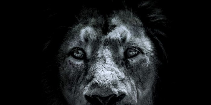 1080x1920 Wallpapers Black Lion