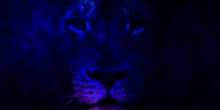 1080x1920 Black Lion Hd Wallpaper - (61+) Group Wallpapers