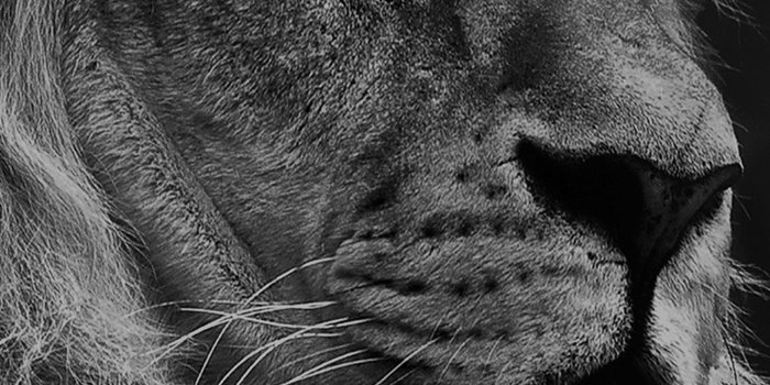 1440x2960 Wallpapers Black Lion