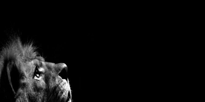 768x1024 Dark Lion Wallpaper - (46+) Group Wallpapers