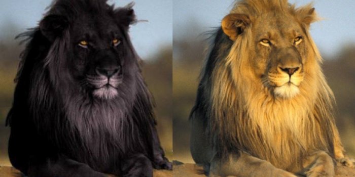 1200x800 30 Amazing Lion Wallpaper,Images,Pics,Snaps & etc