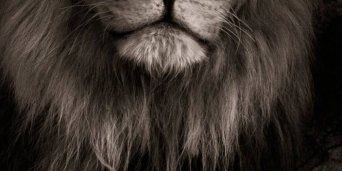 720x1280 BLACK lion Wallpaper by hende09 - fa - Free on ZEDGE™