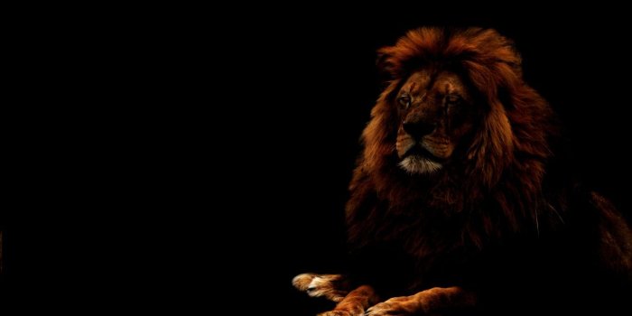 1366x768 Black lion wallpaper Gallery