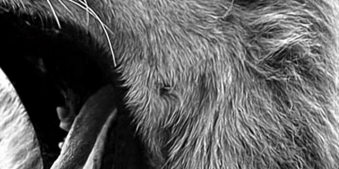 1080x1920 Black Lion Wallpaper Background » Hupages » Download Iphone Wallpapers