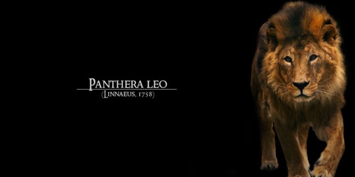 1191x670 Black lion wallpaper 2066151 - nebankovnipujcky.info