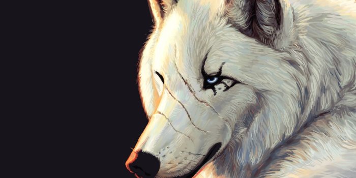 1366x768 Google+ Wolf Spirit Animal Meaning Ancient cultures and indigenous