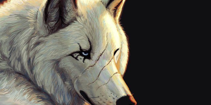 1920x1080 4K Wolf Wallpapers 2019 - AllHDWallpapers