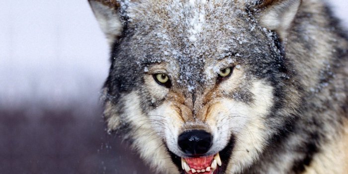 4096x2160 Angry Wolf Wallpapers HD