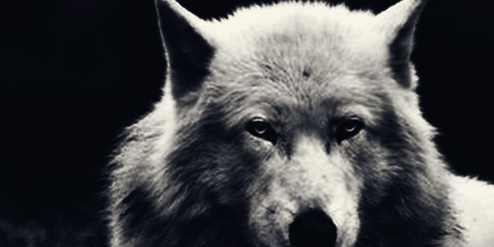 1080x1948 Hd Wolf Wallpaper (94+ images in Collection) Page 1