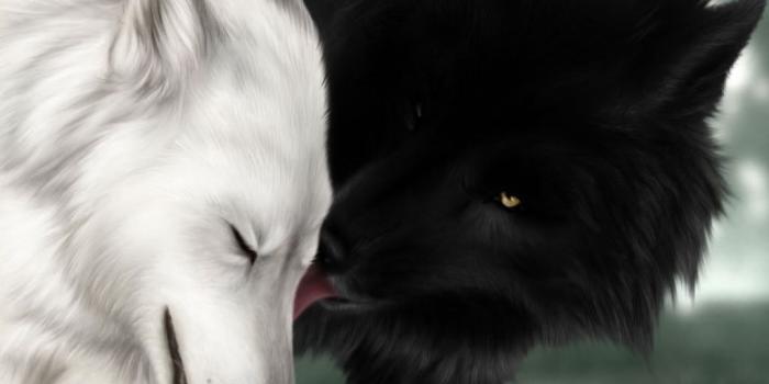 1024x768 Love Wolf Wallpapers - Top Free Love Wolf Backgrounds - WallpaperAccess