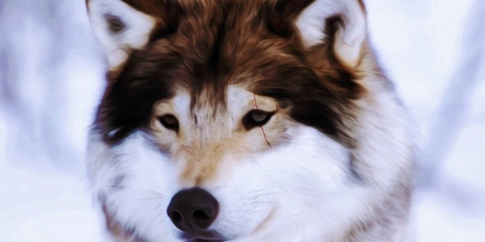 1332x850 Wallpaper animals, nature, wolf, beast, scar, different, wolf images