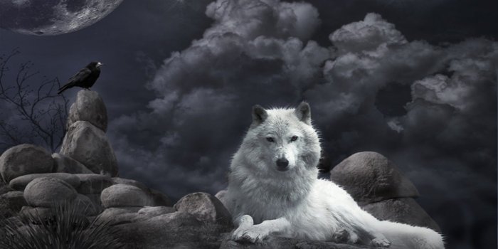 1600x900 47+] Moving Wolf Wallpapers on WallpaperSafari