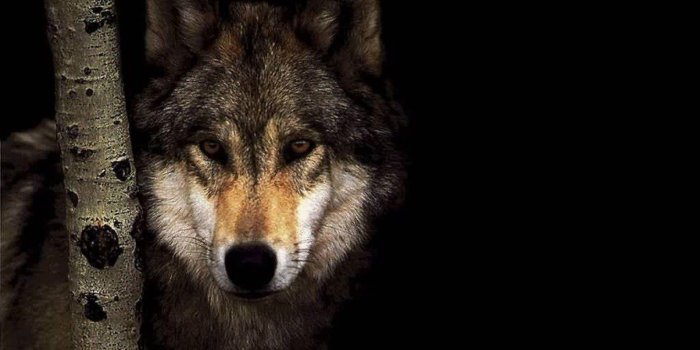 1920x1080 Hd Wolf Wallpaper (32+ images) on Genchi.info