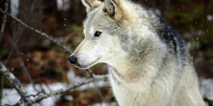 1600x1000 Gray wolf wallpaper Gallery