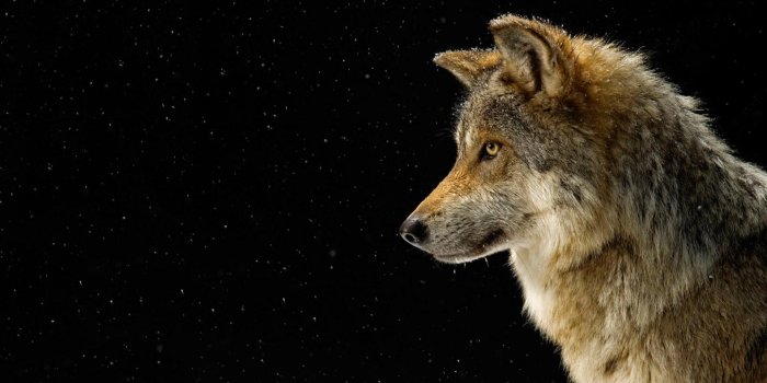 1920x1080 Beautiful wolf wallpapers Gallery