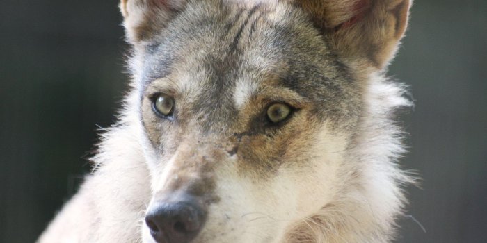 1936x1288 Wolf Face Scars (id: 151093) | BUZZERG